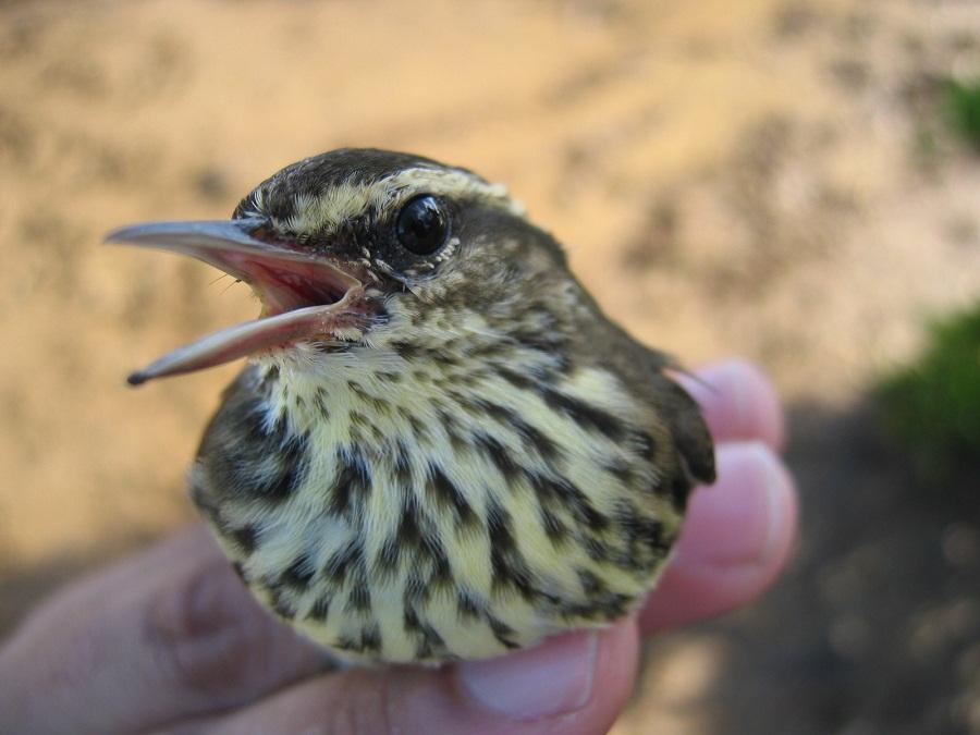 Paruline jaune (Seiurus noveboracensis)