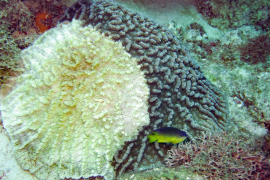 Mycetophyllia danaana. © Y. Bouchon-Navaro