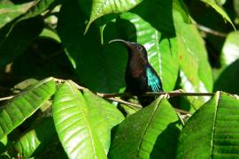 Colibri madère