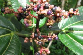 fruits_miconia.png