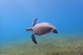 tortue-20.jpg