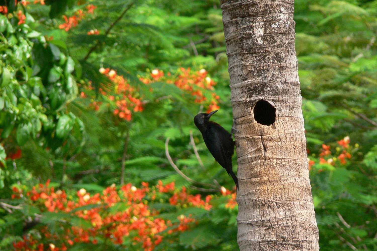 Pic de Guadeloupe