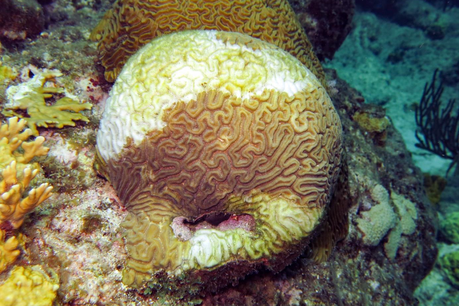 Diploria labyrinthiformis.© Y. Bouchon-Navaro