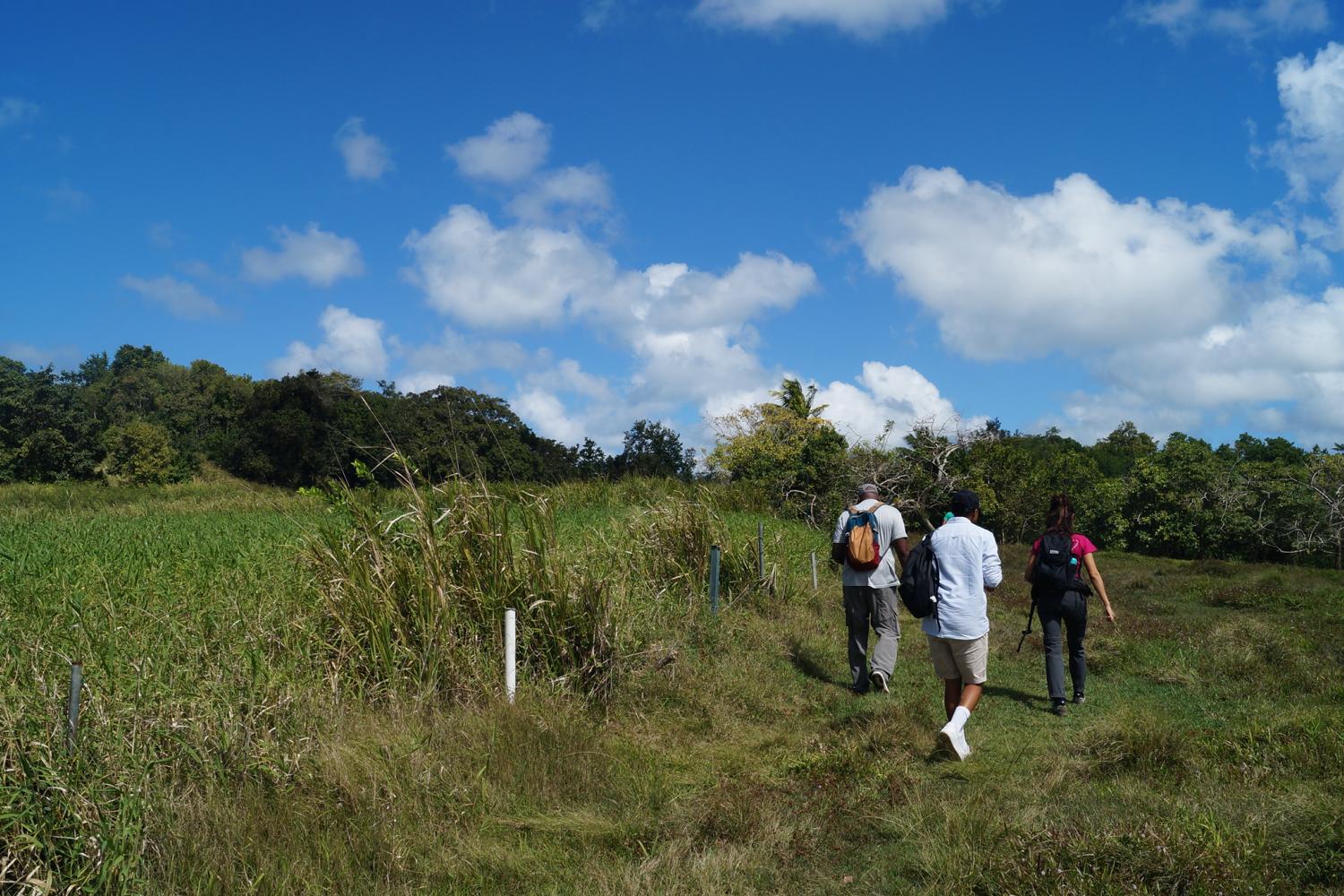 Visite de terrain à Richeval, Morne-à-l'Eau @Juliette Plouvin