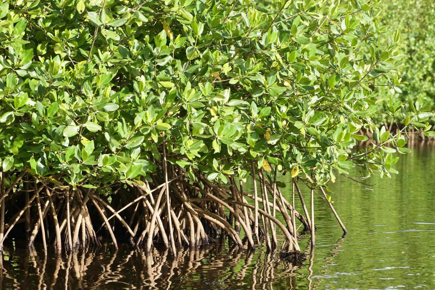 Mangrove du Grand Cul-de-sac marin @F. Salles
