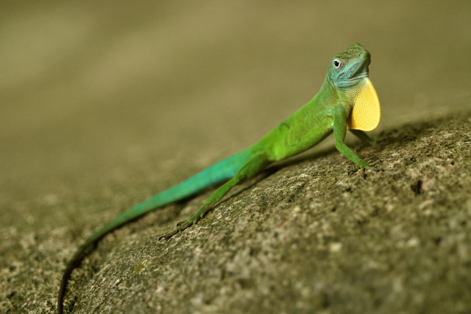 anolis_c_fabien_salles.jpg