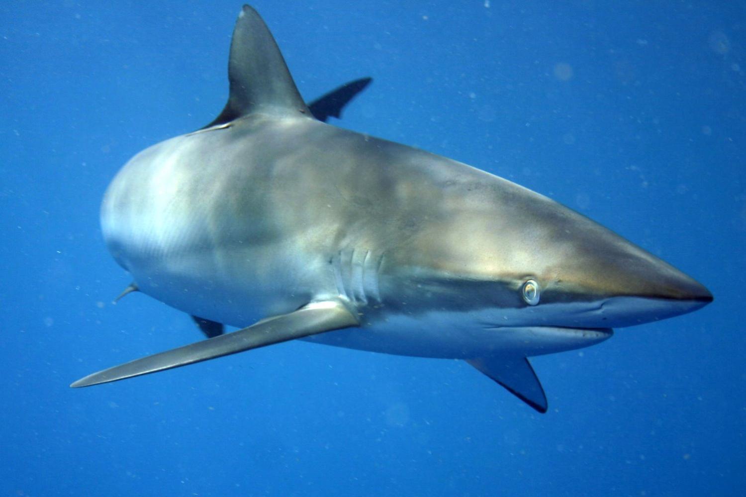 carcharhinus_falciformis_off_cuba_wikipedia.jpg