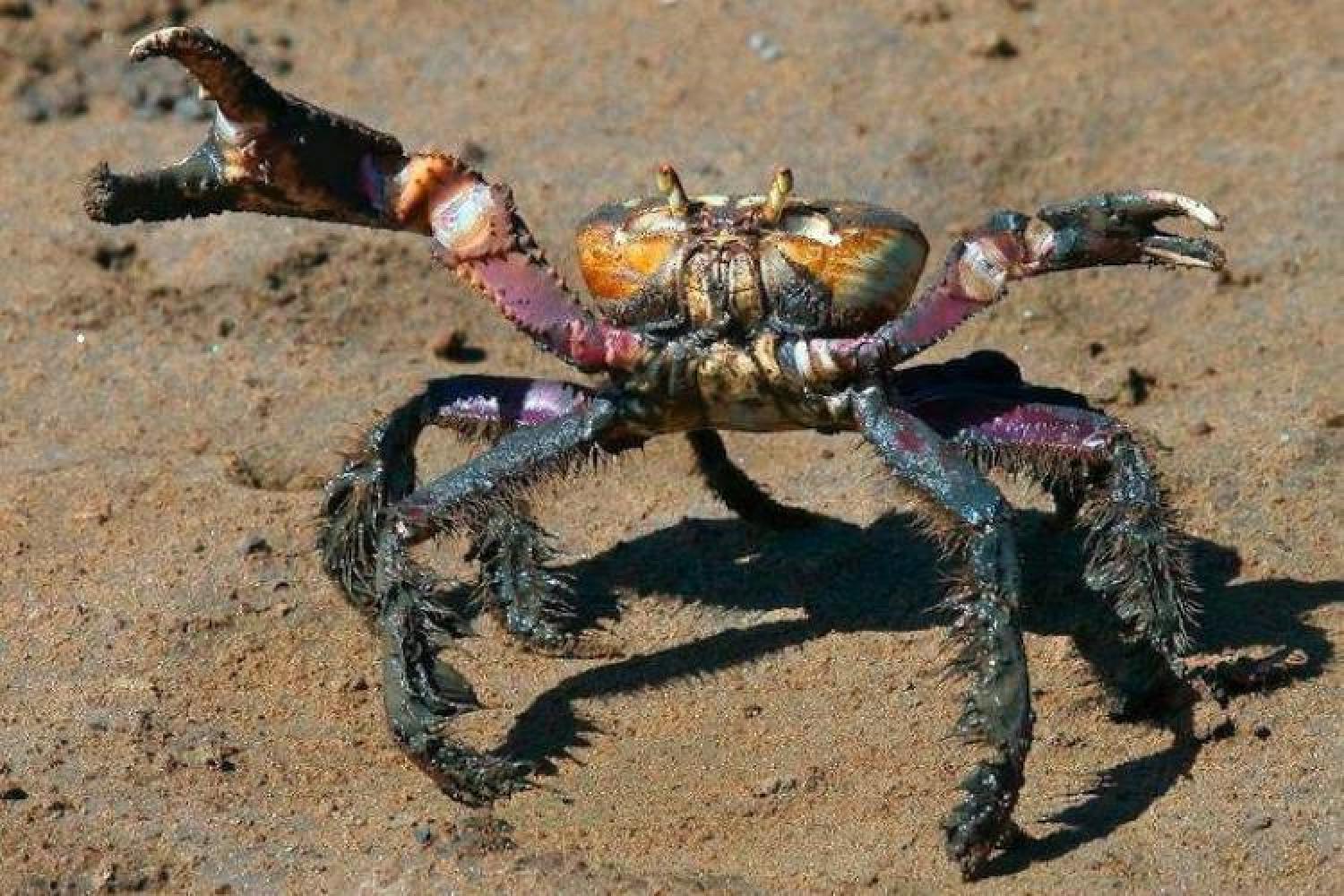 Stratégie pour une gestion durable des espèces de crabes semi