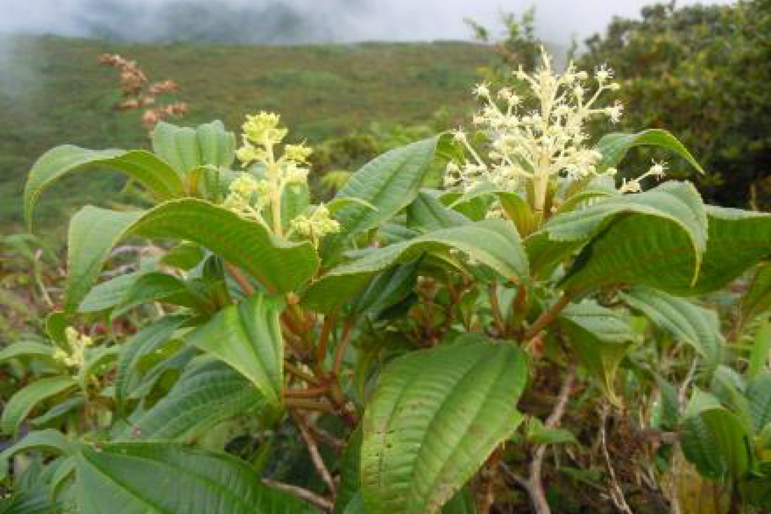 miconia_coriacea_inpn.png