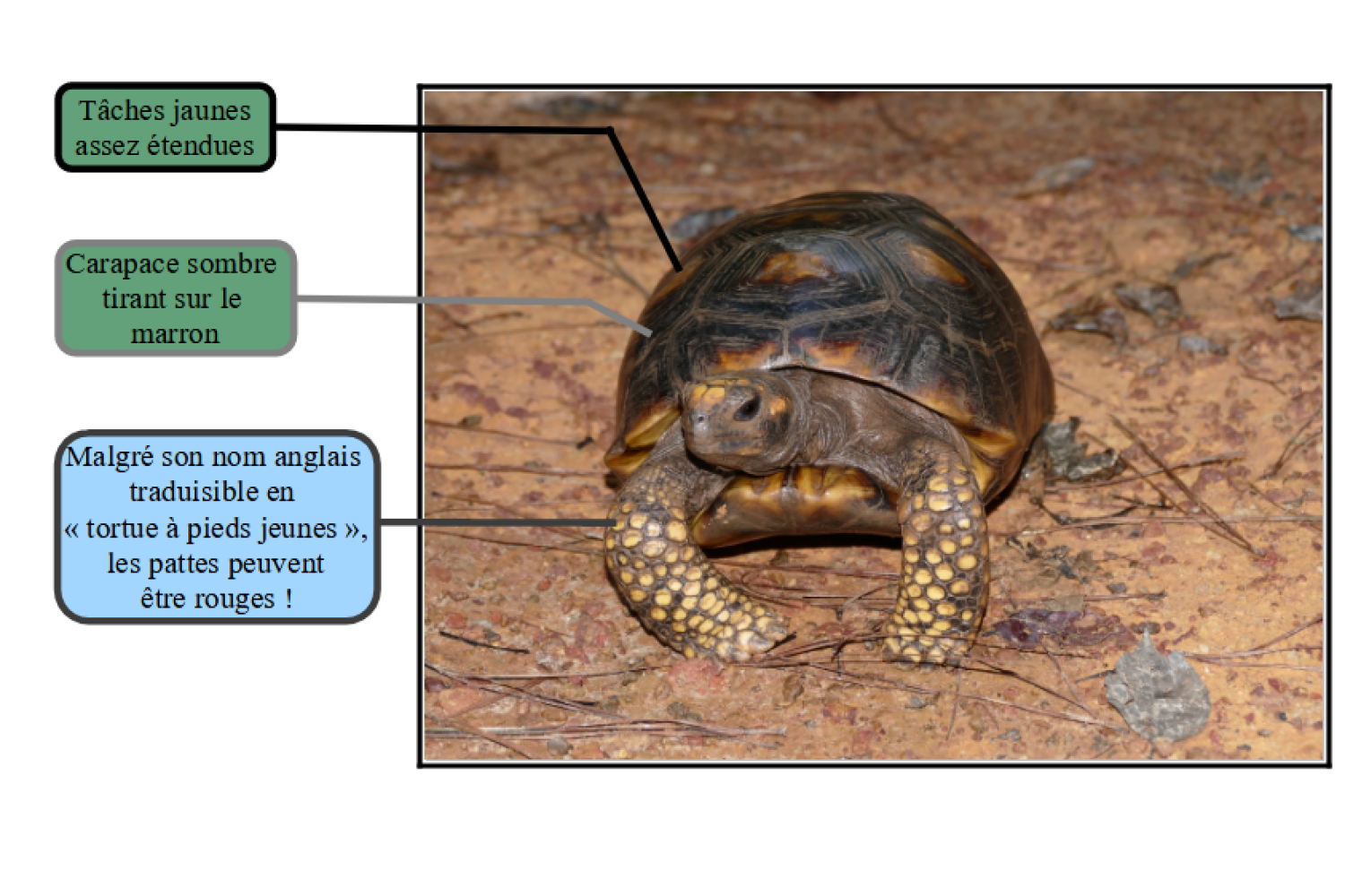 Les différentes espèces - les tortues terrestres 