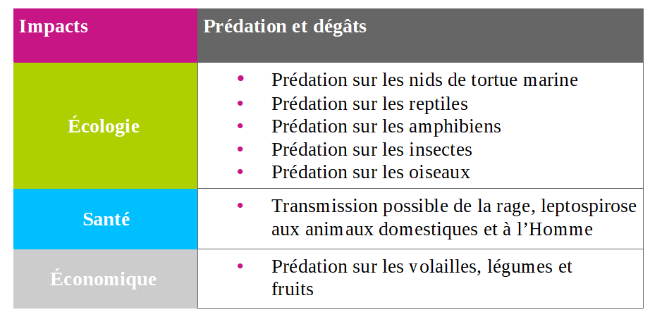 Prédation et dégâts petite mangouste indienne