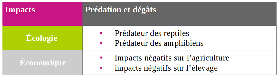 Prédation et dégâts racoon